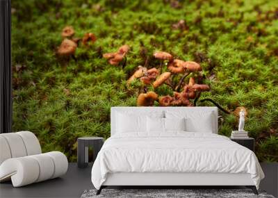 Mushrooms in moss Wall mural