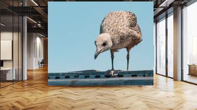 A close-up of a seagull chick perched on a roof in Istanbul, showcasing its fluffy feathers against the blue sky. Wall mural