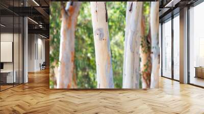 eucalyptus tree as natural background and texture Wall mural