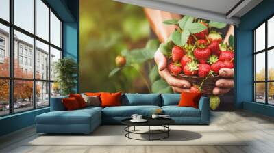 Farmer hands gently picking a fresh harvest of strawberry Wall mural