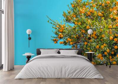 Ripening of the orange or tangerine fruits on a tree at sunny day. Copy space in background Wall mural