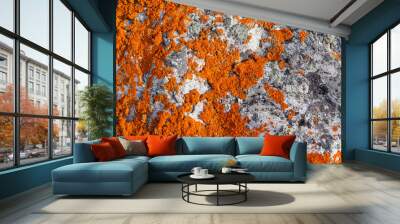 stone covered with bright orange lichen closeup Wall mural