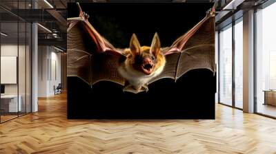 bat hunting for food at night, black background, banner Wall mural