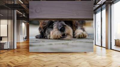 Dog guarding the house looks out into the gap under the wooden fence Wall mural