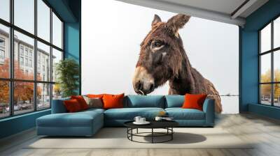 donkey on the farm in the fog Wall mural