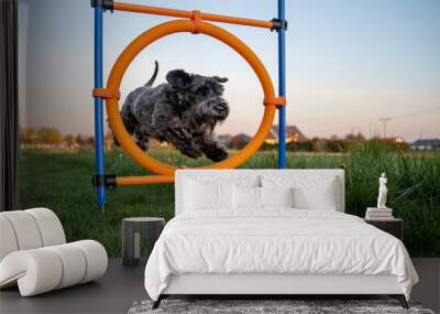 little black dog on agility jumps over a circle at sunset Wall mural