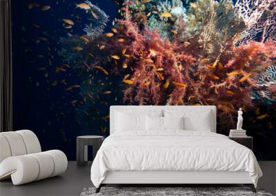 anthias et alcyonaire Wall mural