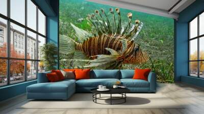 poisson lion 2 Wall mural