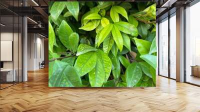 close-up green leaf in the wild Wall mural