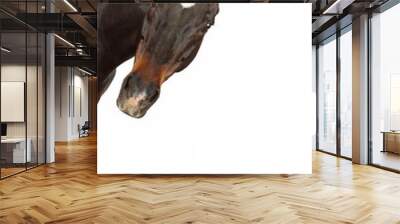 horse portrait isolated on white Wall mural