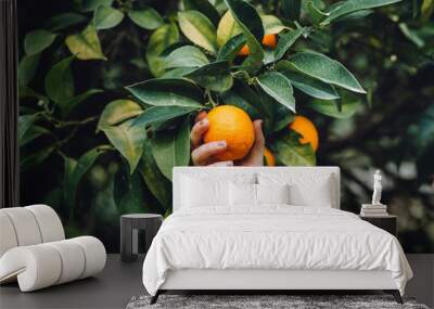 The girl is holding an orange Wall mural