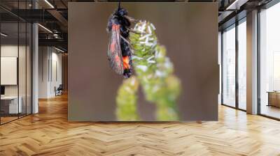 Six stain burnet. Moth species in its natural environment Wall mural