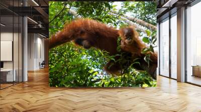 Mother and baby - wild orangutans in the rainforest of Sumatra, Indonesia Wall mural