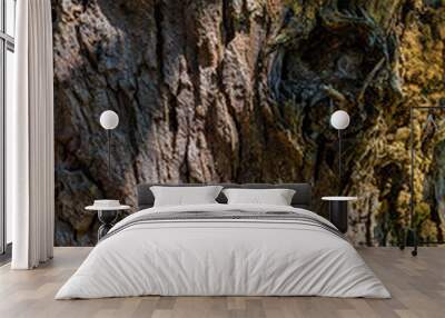 Natural textures on the tree trunk. Natural lines with curves and shadows in the morning light. Wall mural