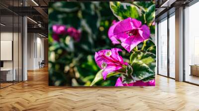 Pink Flower background green Wall mural