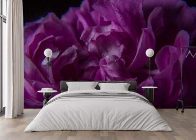 Pink rose and petals whit black background Wall mural