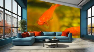 Red fish Wall mural