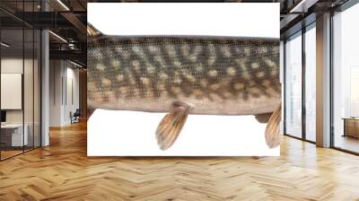 Freshwater fish isolated on white background closeup. The northern pike, also known as simply pike or  luce, or jackfish  is a  fish in the family Esocidae, type species: Esox lucius Wall mural