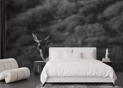 Deer, Grass, Black and White, B&W Wall mural