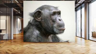 Adult Chimpanzee portrait Wall mural