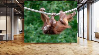 Bornean orangutan (Pongo pygmaeus) close-up portrait on background Wall mural