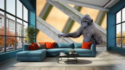 Celebes crested macaque (Macaca nigra) Wall mural