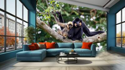 close image of a Gibbon (Nomascus gabriellae) monkey in the forest Wall mural