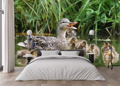 ducks family on a pond in summer natural background Wall mural