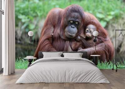 Orangutan mother with baby Wall mural