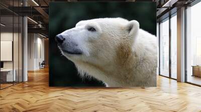 Polar bear close-up Wall mural