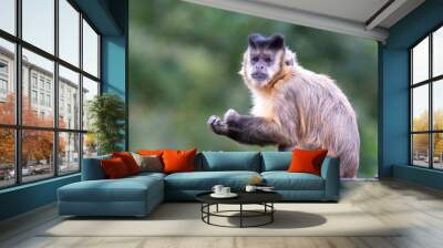 The tufted capuchin (Sapajus apella), also known as brown capuchin, black-capped capuchin, or pin monkey Wall mural