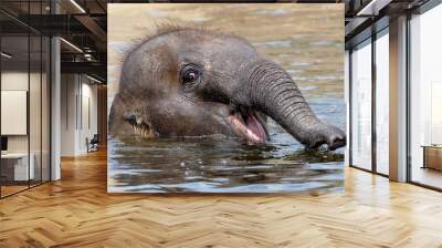 Young Indian Elephant in the water Wall mural