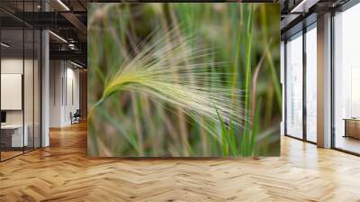 plant with an inflorescence spikelet close-up Wall mural