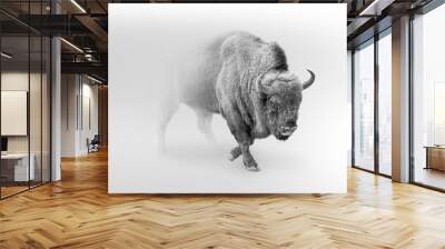 bison walking out of the mist greyscale image Wall mural