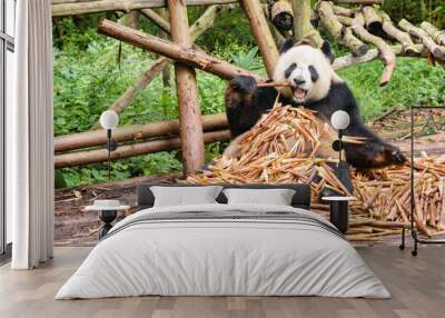 Funny giant panda eating bamboo and looking at the camera Wall mural