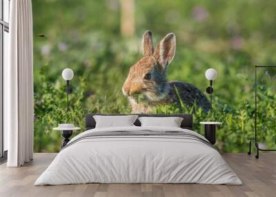 Mountain cottontail in green field Wall mural