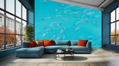 A flock of small fish in a sea watercolor background Wall mural