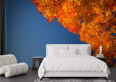 autumn leaves and blue sky. branch of a maple tree at peak fall color with a blue sky background. sh Wall mural