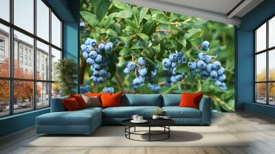 Fresh organic blueberrys on the bush. Vivid colors. Wall mural