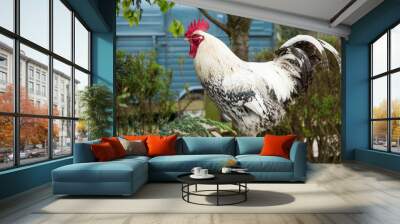 Large white rooster/cockrel sits on back of wooden bench welcoming in the morning by crowing Wall mural