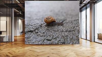 snail Wall mural