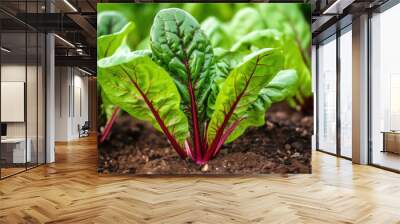 Swiss Chard Growing in a Outdoor Ecological Vegetable Garden Wall mural