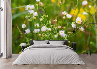 Blooming Summer wildflowers. Wall mural