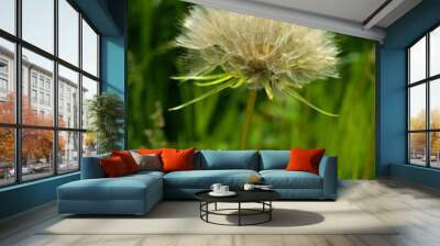 Large dandelion Wall mural