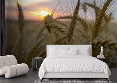 Wheat field Wall mural