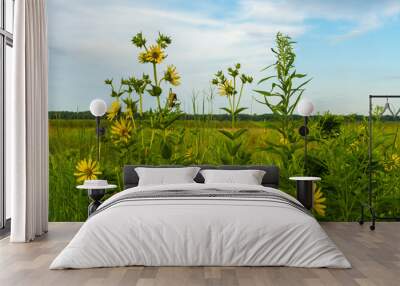 Yellow Compass Plant flowers Wall mural