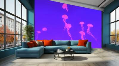 Many jellyfish in aquarium tank with blue purple backlight atmosphere. Wall mural