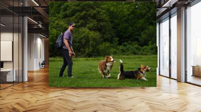 A young man plays with two dogs in a spring park. Welsh corgi Pembroke Tricolor and brown Australian Shepherd are having fun with male owner outside. Dogs are running on the green grass. Wall mural