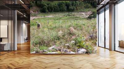 Abandoned village overlooking Mount Elbrus. Old house and amazing nature Wall mural