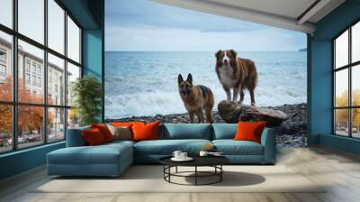 Australian and German Shepherd stand side by side on pebble beach. Front view. Walking with pets on sea coast. Two domestic purebred dogs pose on log near sea. Wall mural